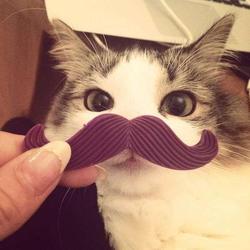 user profile picture