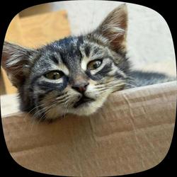 user profile picture
