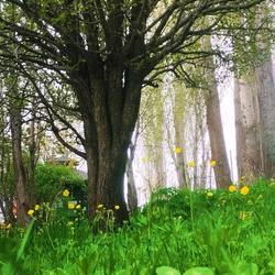 user profile picture