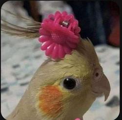 user profile picture