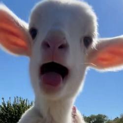 user profile picture