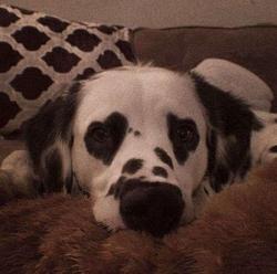 user profile picture