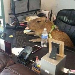 user profile picture