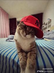 user profile picture